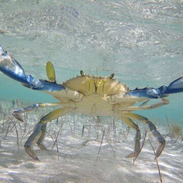 Blue crab