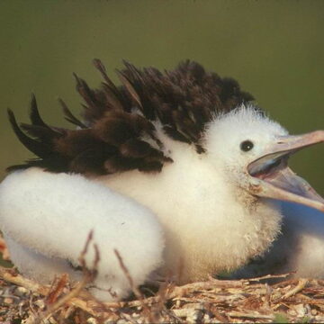 Frigatebird chick
