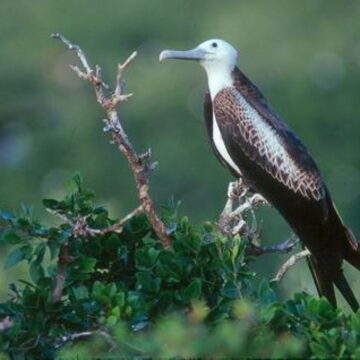 Juvenile frigatebird