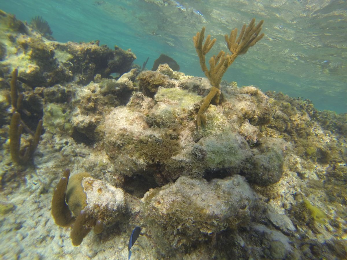 Jungle tour snorkel MUSA