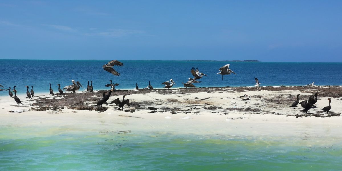 3 Islands snorkel and bird watching
