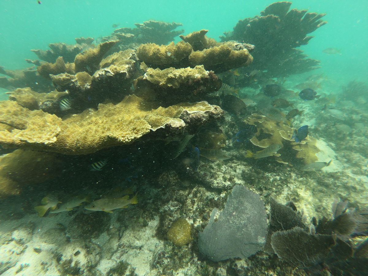 3 Islands snorkel and bird watching
