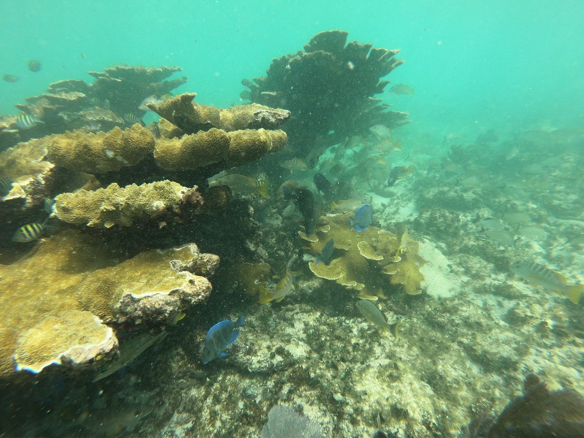 3 Islands snorkel and bird watching