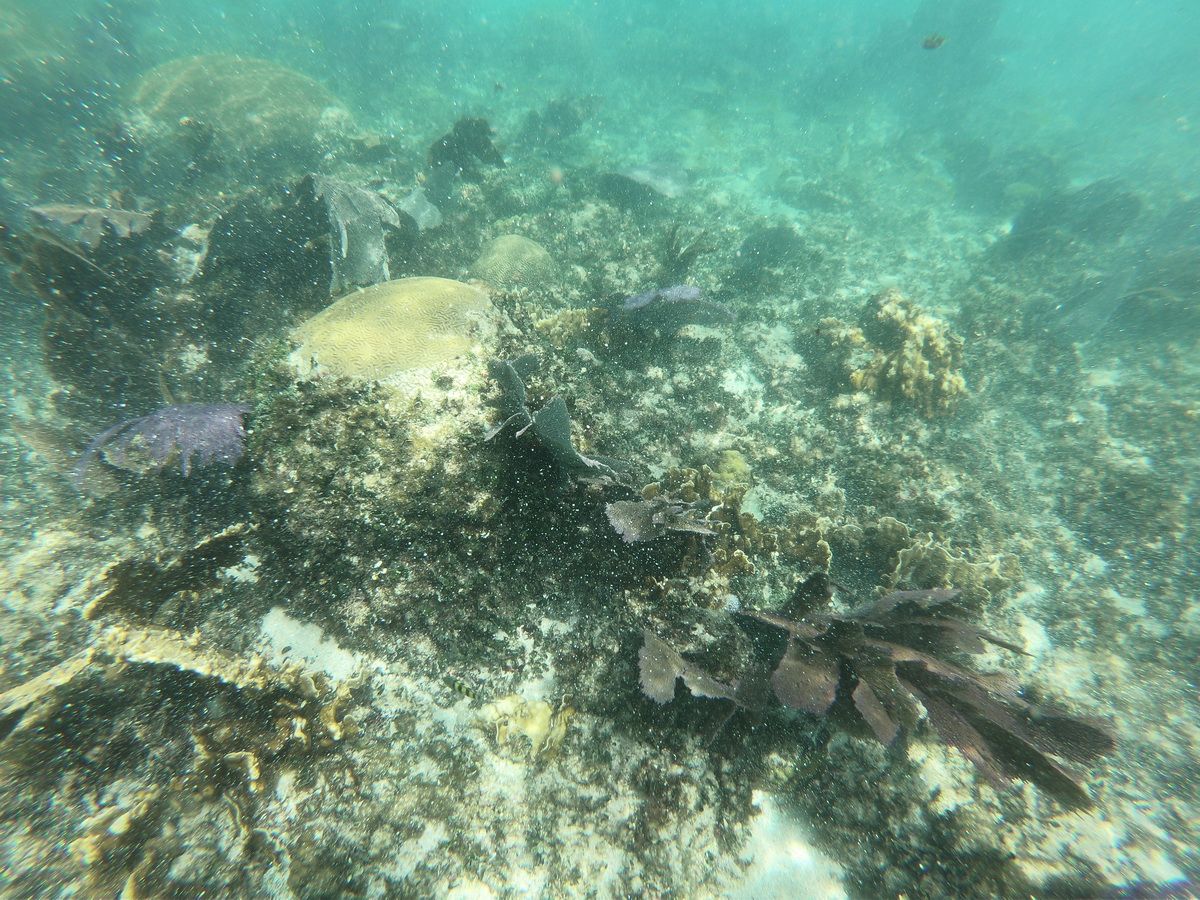 3 Islands snorkel and bird watching