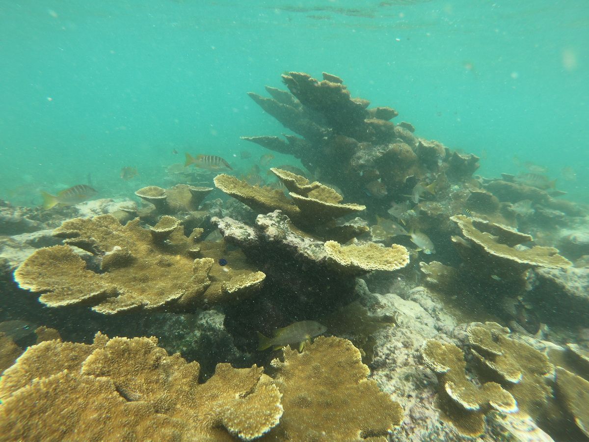 3 Islands snorkel and bird watching