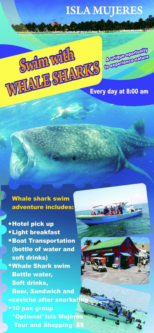 Whale Shark tour snorkel Adventure with rays