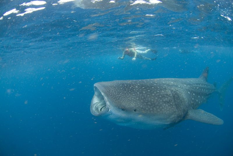 Whale Shark tour snorkel Adventure with rays