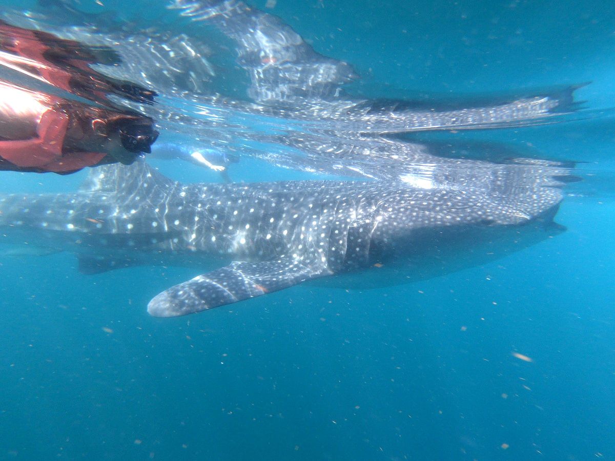 Whale Shark tour snorkel Adventure with rays