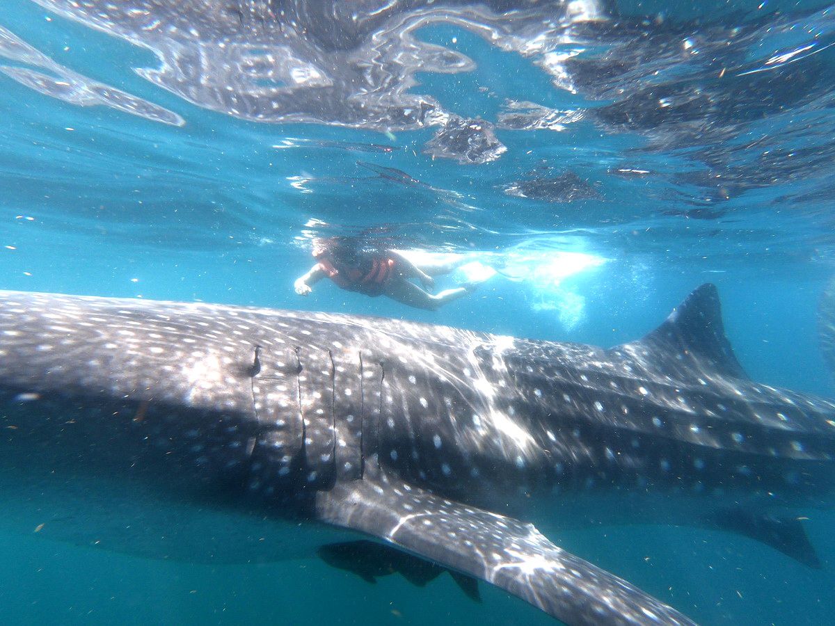 Whale Shark tour snorkel Adventure with rays