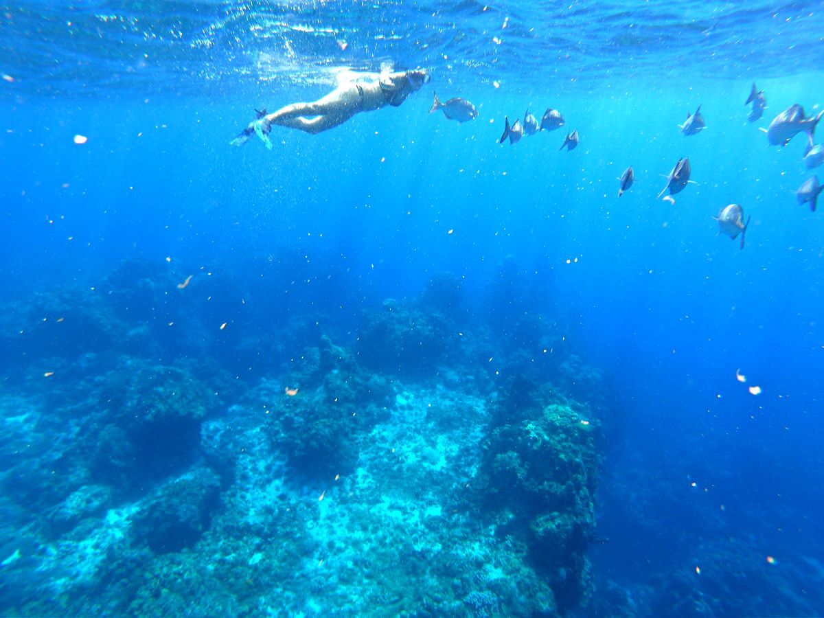 Whale Shark tour snorkel Adventure with rays