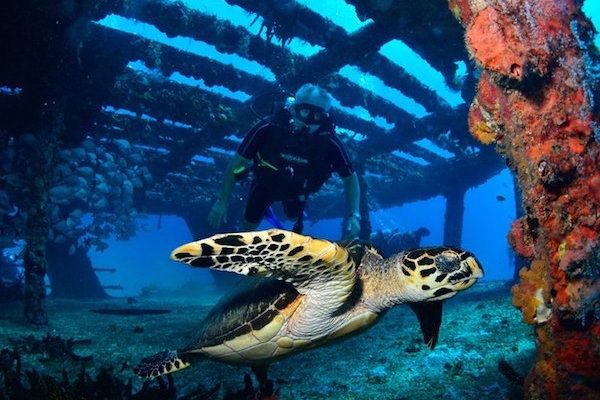Dive Cancun and Isla Mujeres from your yacht